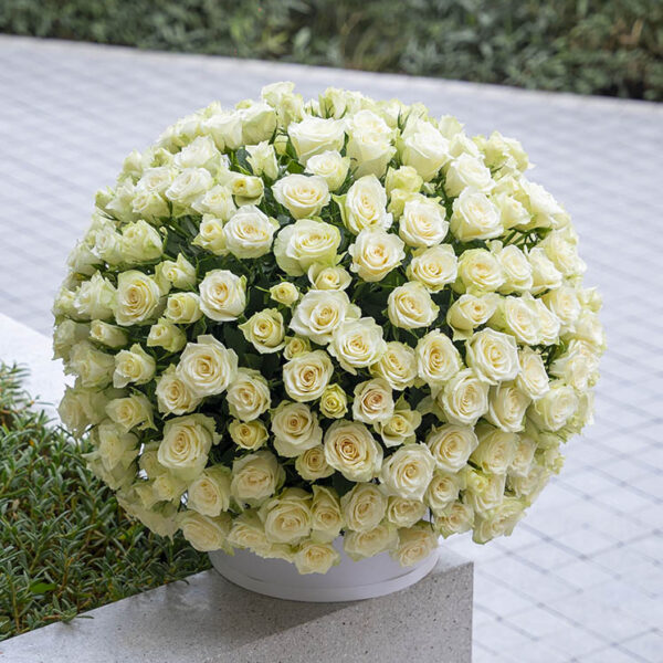 Amore XXL roses arranged in a large drum box