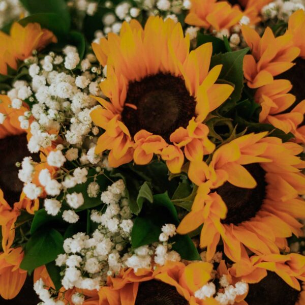 Bouquet of 10 stems of sunflowers with fillers of gypsophila in a nice white wrapping