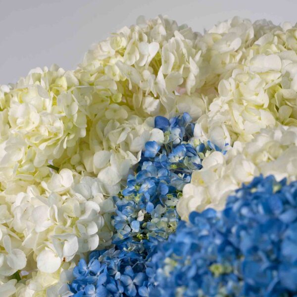 Radiant Bliss flowers